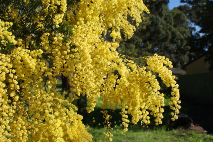 Acacia baileyana image