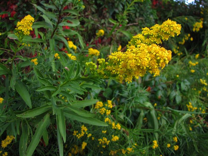 Solidago sempervirens image