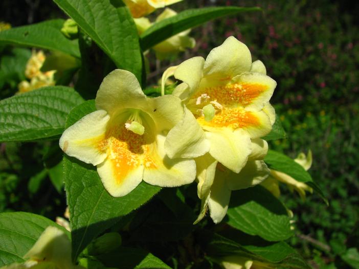 Weigela middendorffiana image