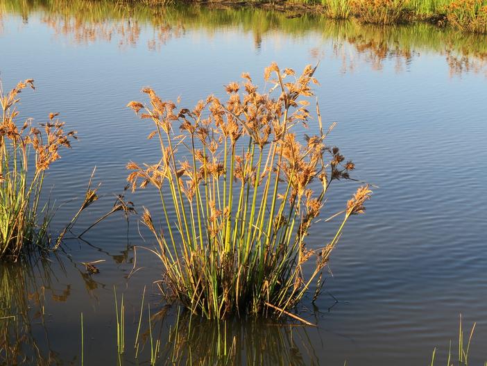 Cyperus exaltatus image