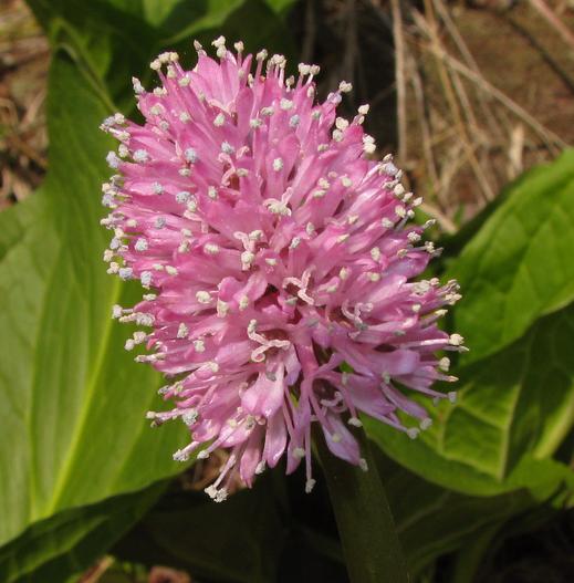 Helonias bullata image