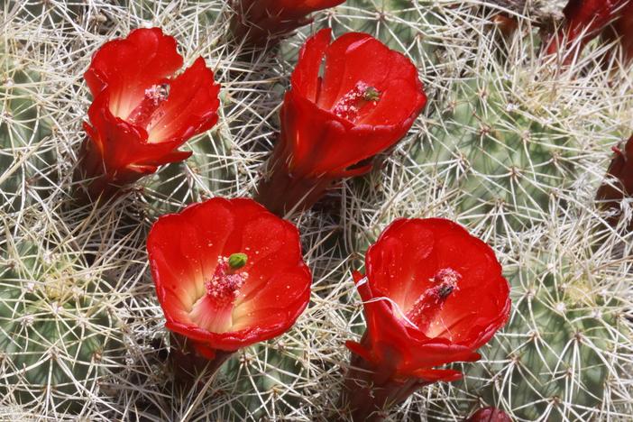 Echinocereus triglochidiatus subsp. mojavensis image