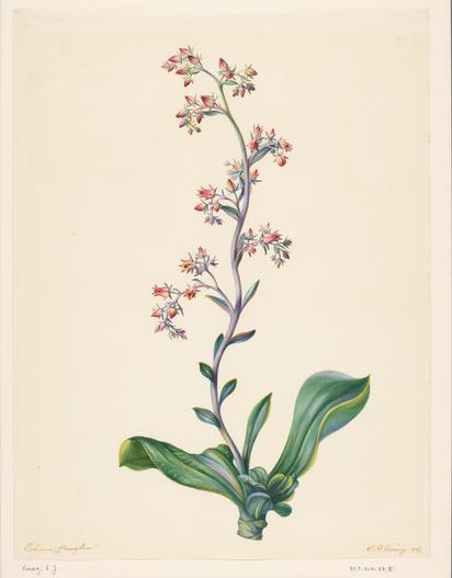 Echeveria grandiflora image