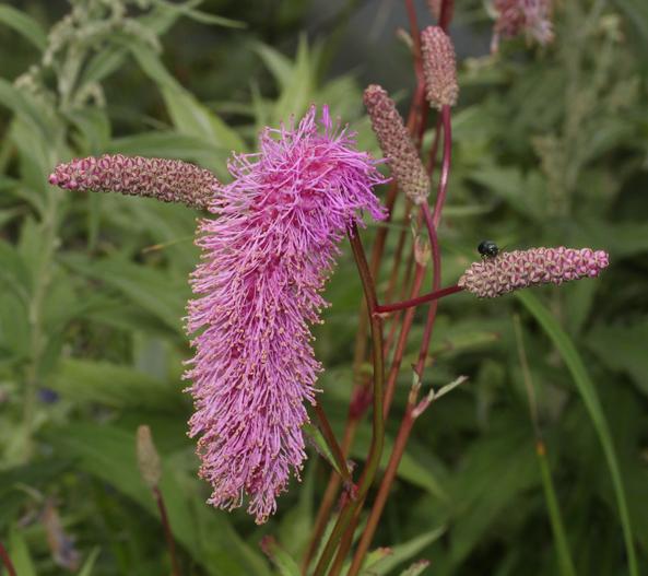 Sanguisorba hakusanensis image