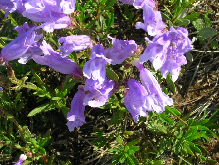 Penstemon fruticosus image