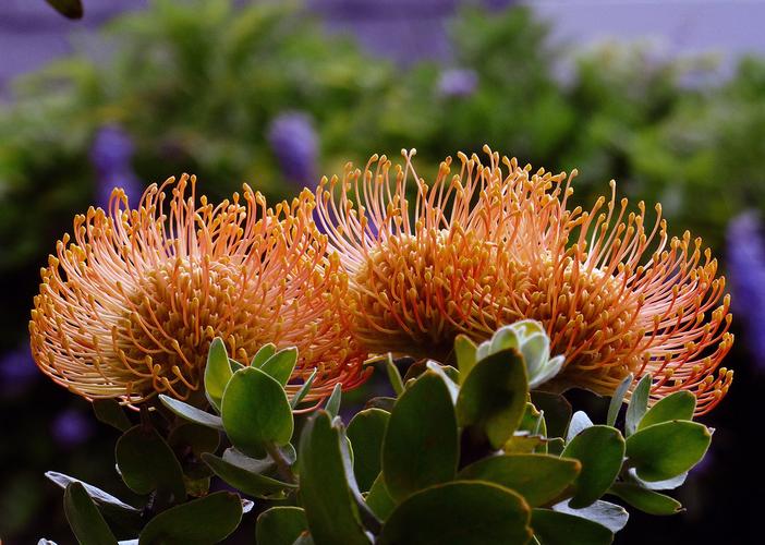 Leucospermum cordifolium image