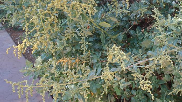 Atriplex lentiformis subsp. breweri image