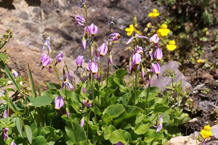 Dodecatheon dentatum image