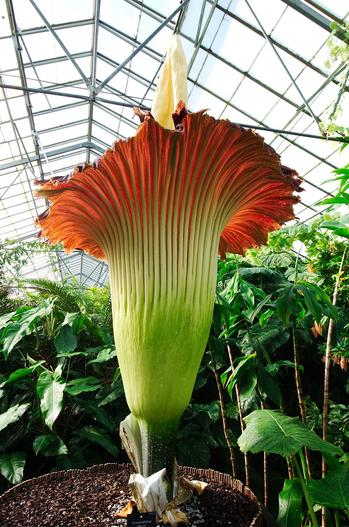Amorphophallus titanum image