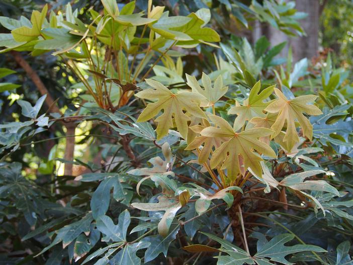 Oreopanax dactylifolius image