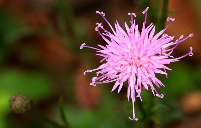 Serratula seoanei image