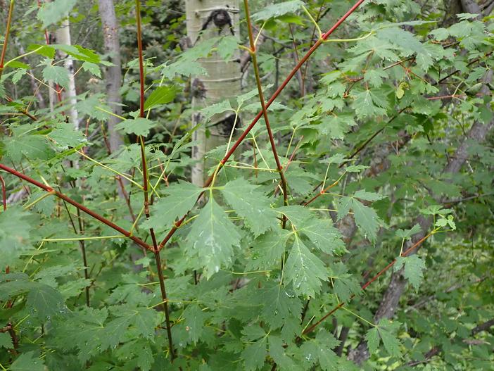 Acer glabrum var. douglasii image