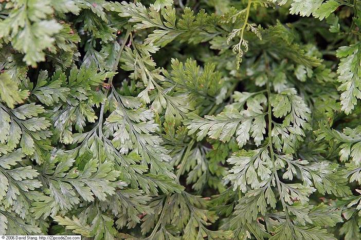 Davallia fejeensis image
