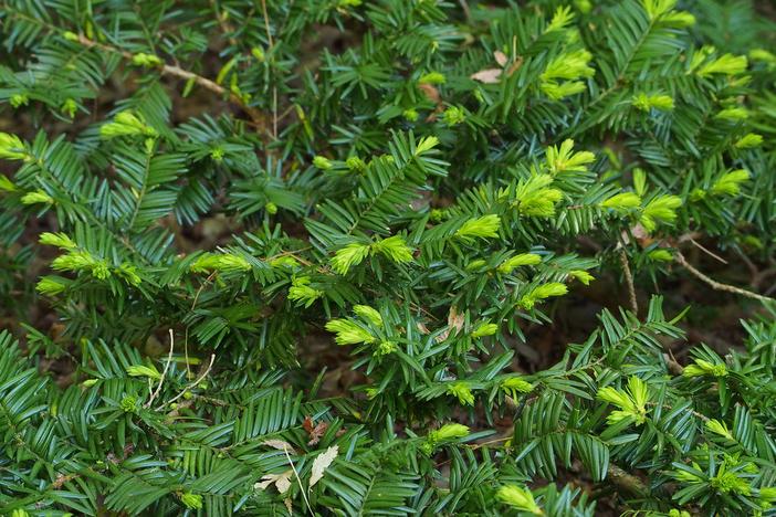 Taxus cuspidata var. nana image