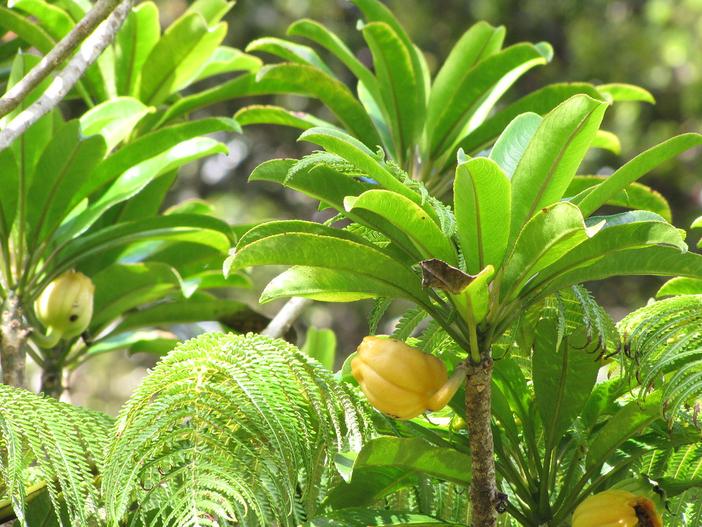 Clermontia arborescens image