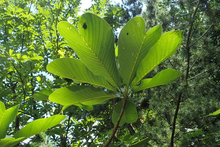 Magnolia officinalis var. biloba image