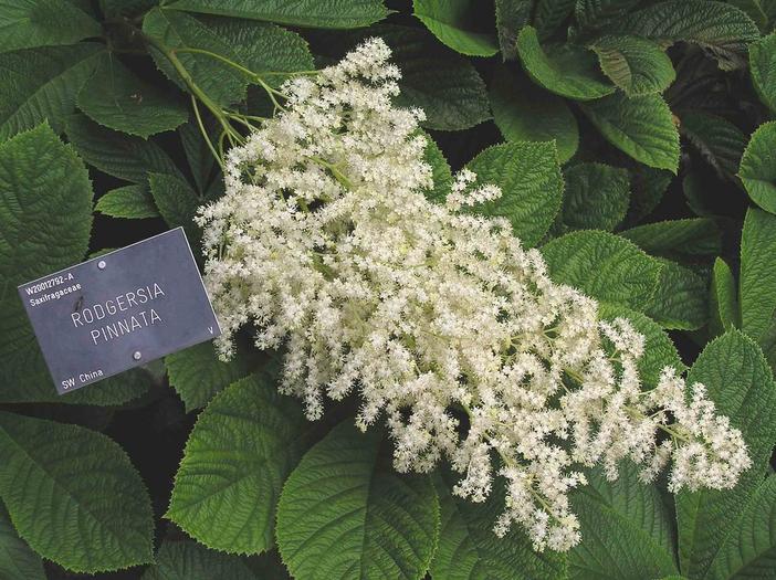 Rodgersia pinnata image