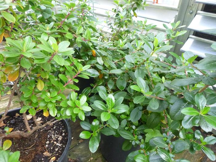 Escallonia ×exoniensis image