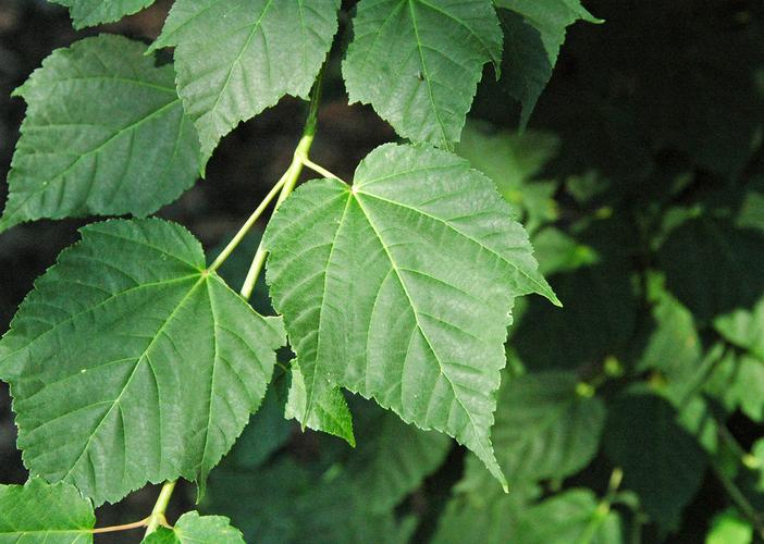 Acer davidii image