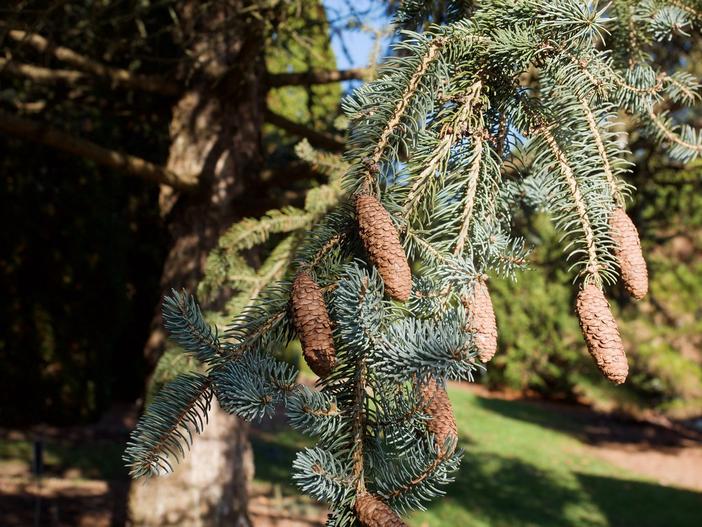 Picea meyeri image