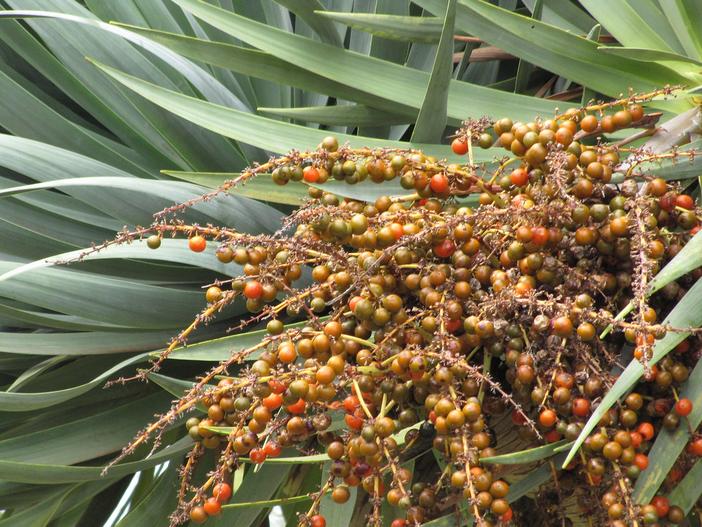Dracaena draco image