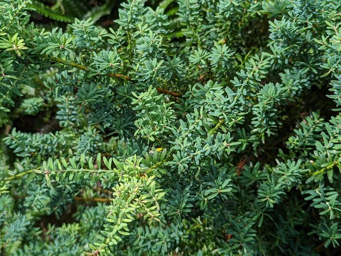 Podocarpus lawrencei image