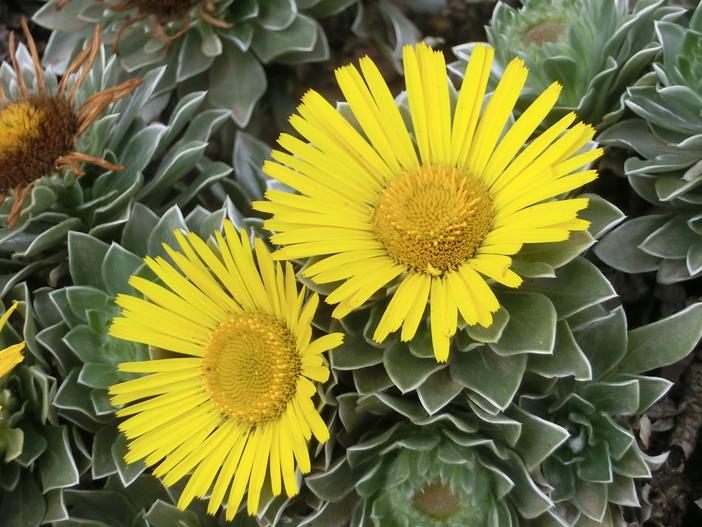 Asteriscus sericeus image
