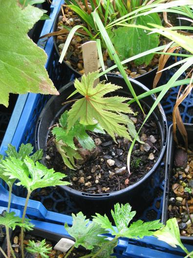 Begonia pedatifida image