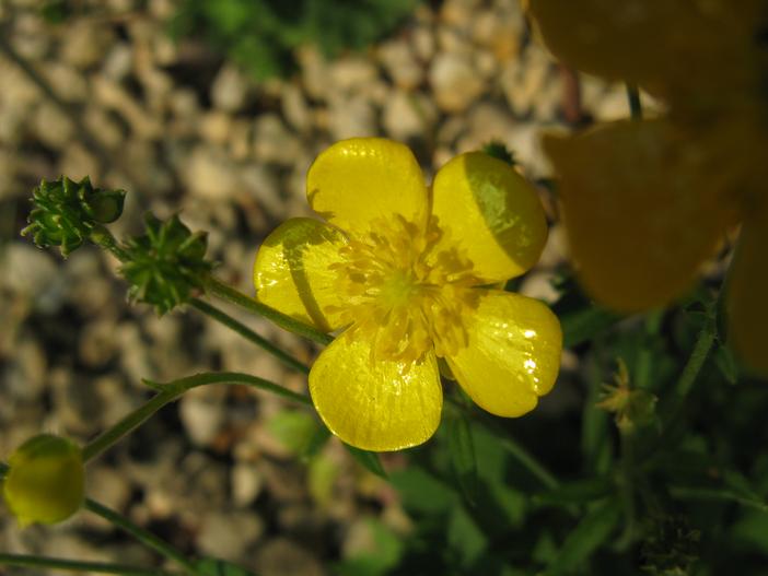 Ranunculus gouanii image
