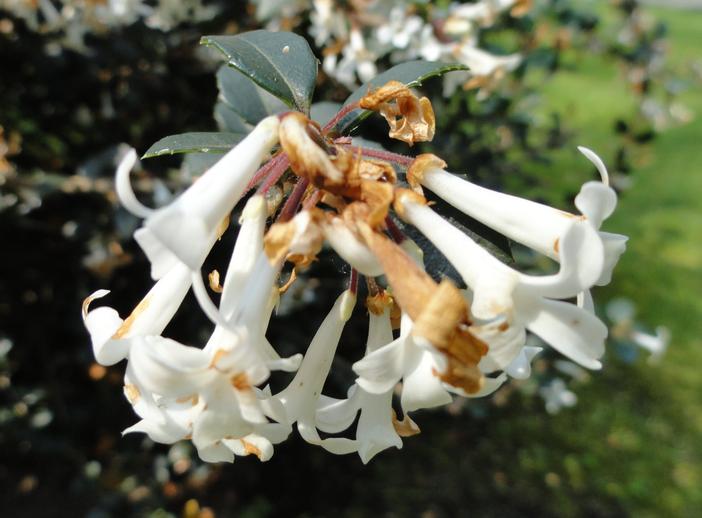 Osmanthus delavayi image