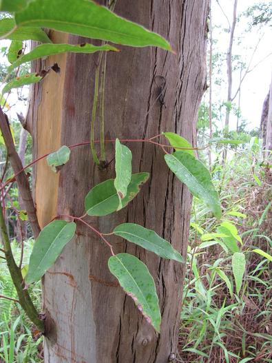 Eucalyptus saligna image