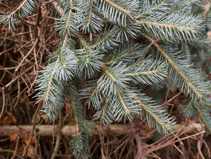 Abies lasiocarpa var. arizonica image