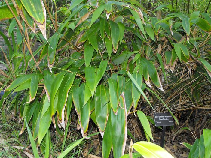 Indocalamus tessellatus image