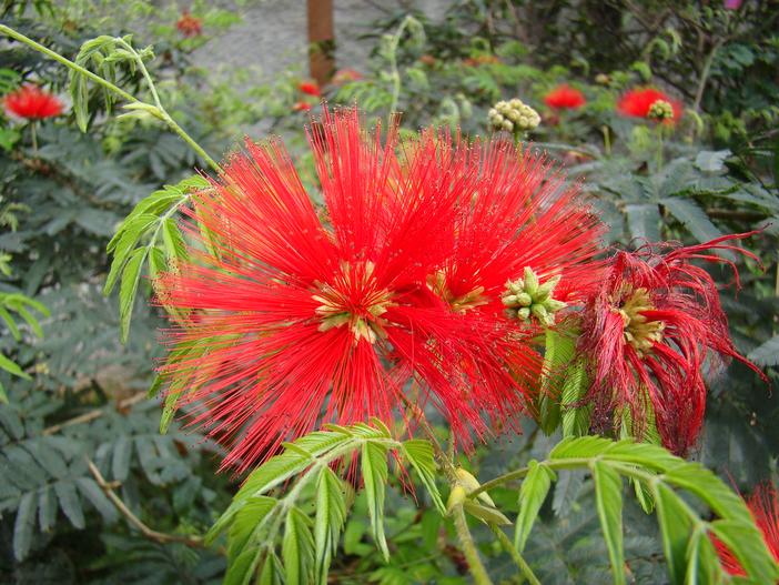 Calliandra tweedii image