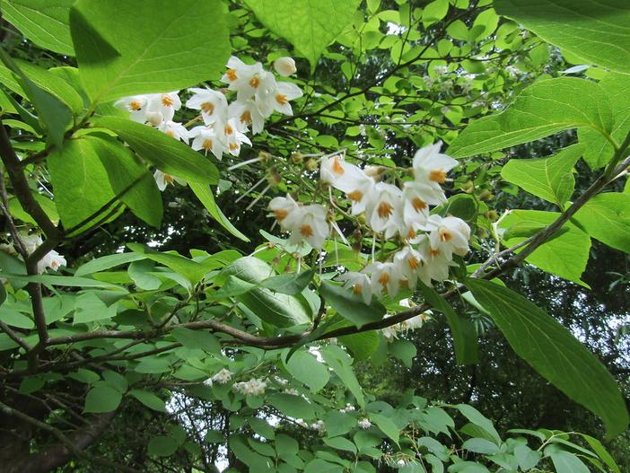 Styrax benzoin image