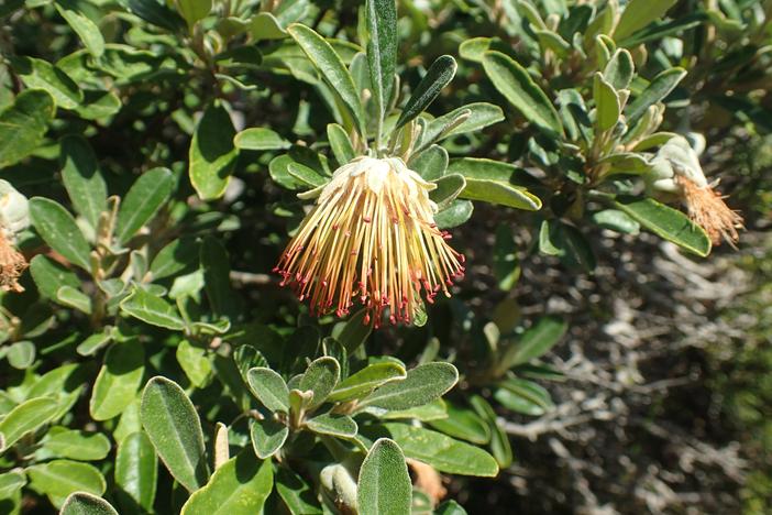 Diplolaena dampieri image
