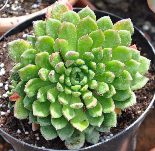 Echeveria setosa image