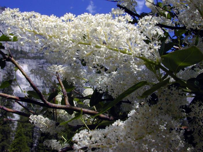 Ceanothus integerrimus image