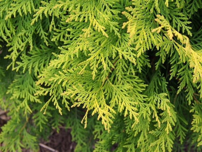 Thuja koraiensis image