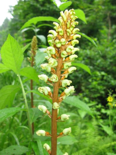 Gastrodia elata image