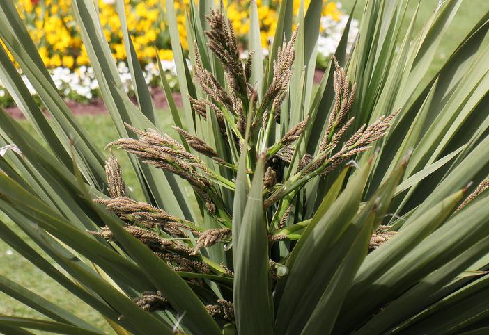 Cordyline australis image
