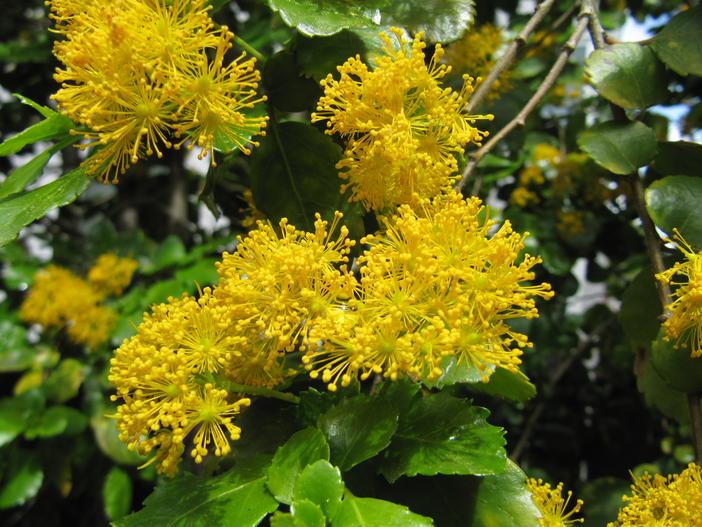 Azara dentata image