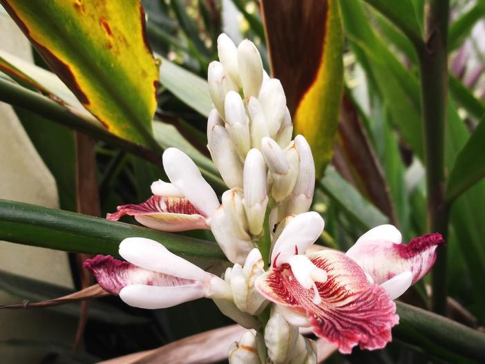 Alpinia galanga image