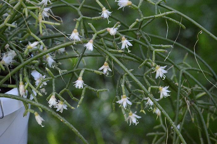 Rhipsalis cereuscula image
