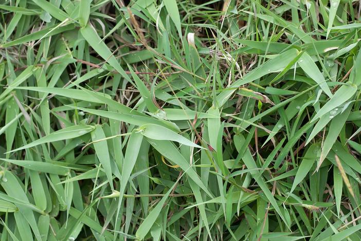 Arundo formosana image
