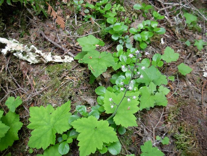 Tiarella trifoliata var. unifoliata image