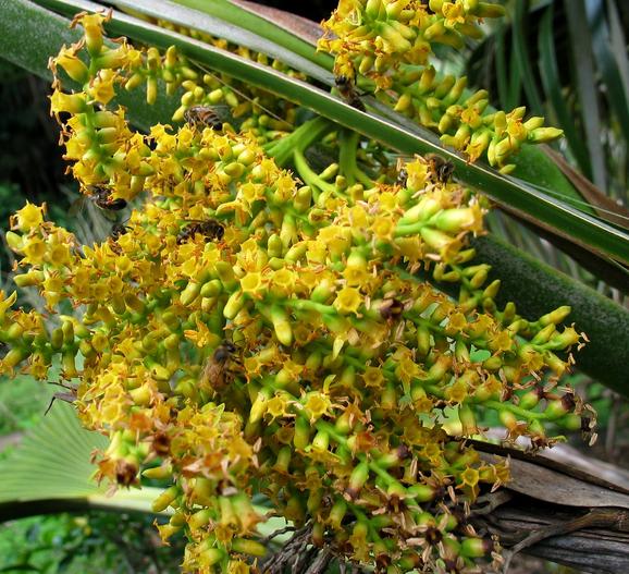 Pritchardia martii image