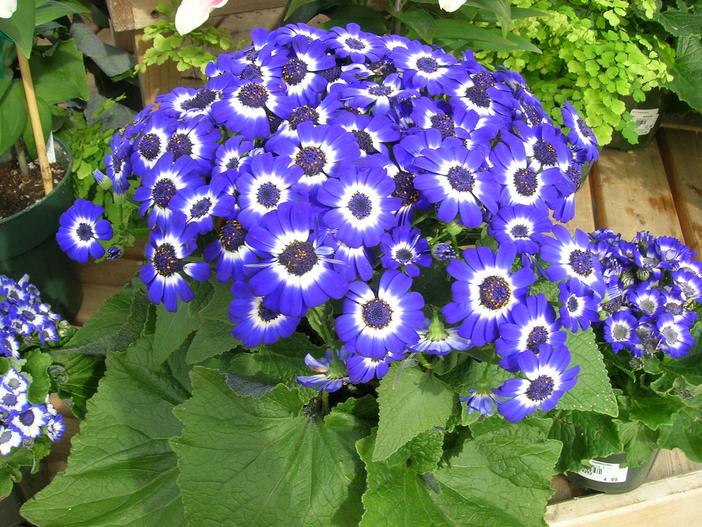 Senecio hybridus image