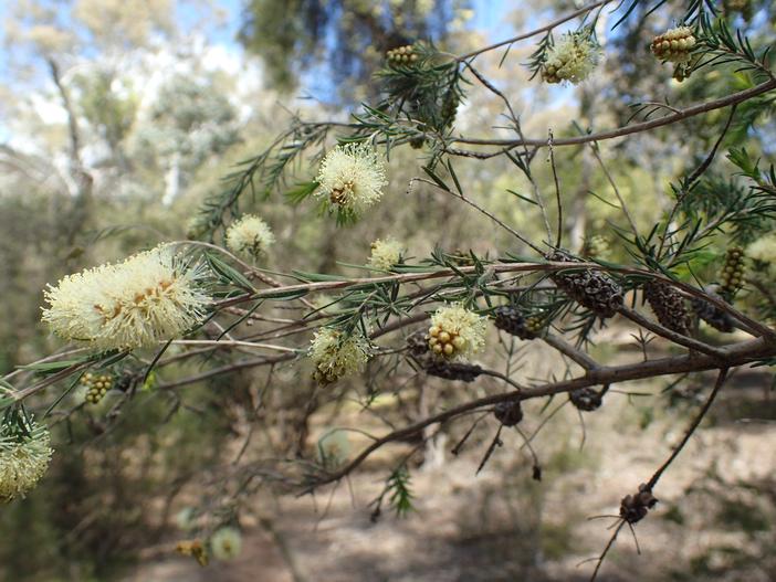 Melaleuca incana image