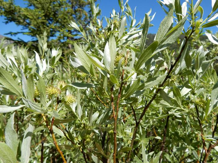 Salix drummondiana image